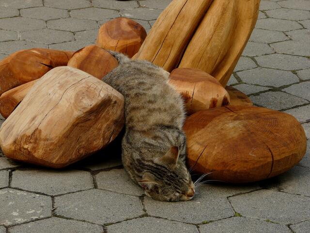 Katze und Kunst. Aufgenommen während "Kunst in Bewegung" in Burgwedel. Die weichen, fließenden Formen des vom Künstler bearbeiteten Holzes laden die Katze zu einer kuscheligen Schlummerpause ein.