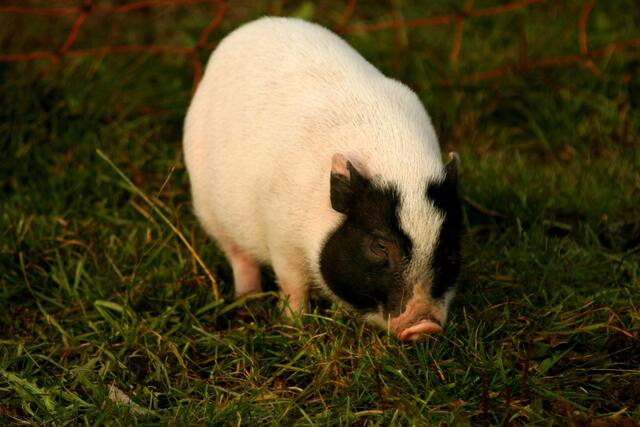 Minipig "Rambo" auf der Suche nach Essbarem.
