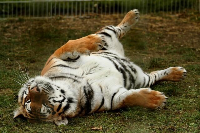 So sieht ein rundum zufriedener sibirischer Tiger in Meitingen aus. Zeichen dafür ist, sich auf dem Rück zu drehen und die Bauchseite vollkommen freizustellen.