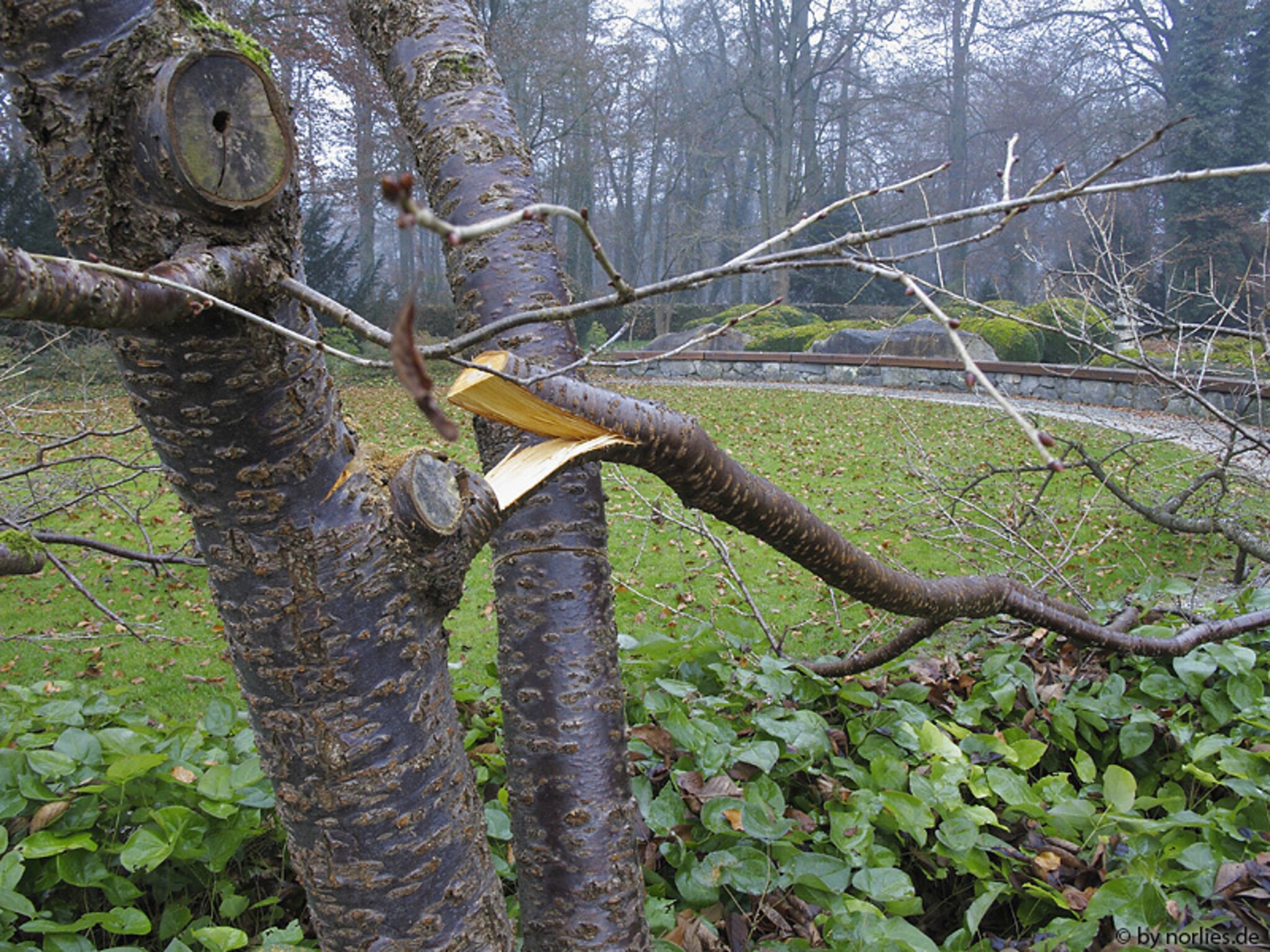 Kirschbäume im Japanischen Garten zerstört Augsburg