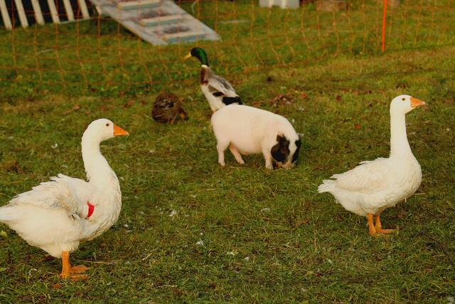 "Schwein gehabt!", denken sich wohl gerade die beiden Gänse XXX und XXX und die Laufenten XXX und XXX.