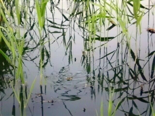 und hier zeigt sich Quaak der Frosch