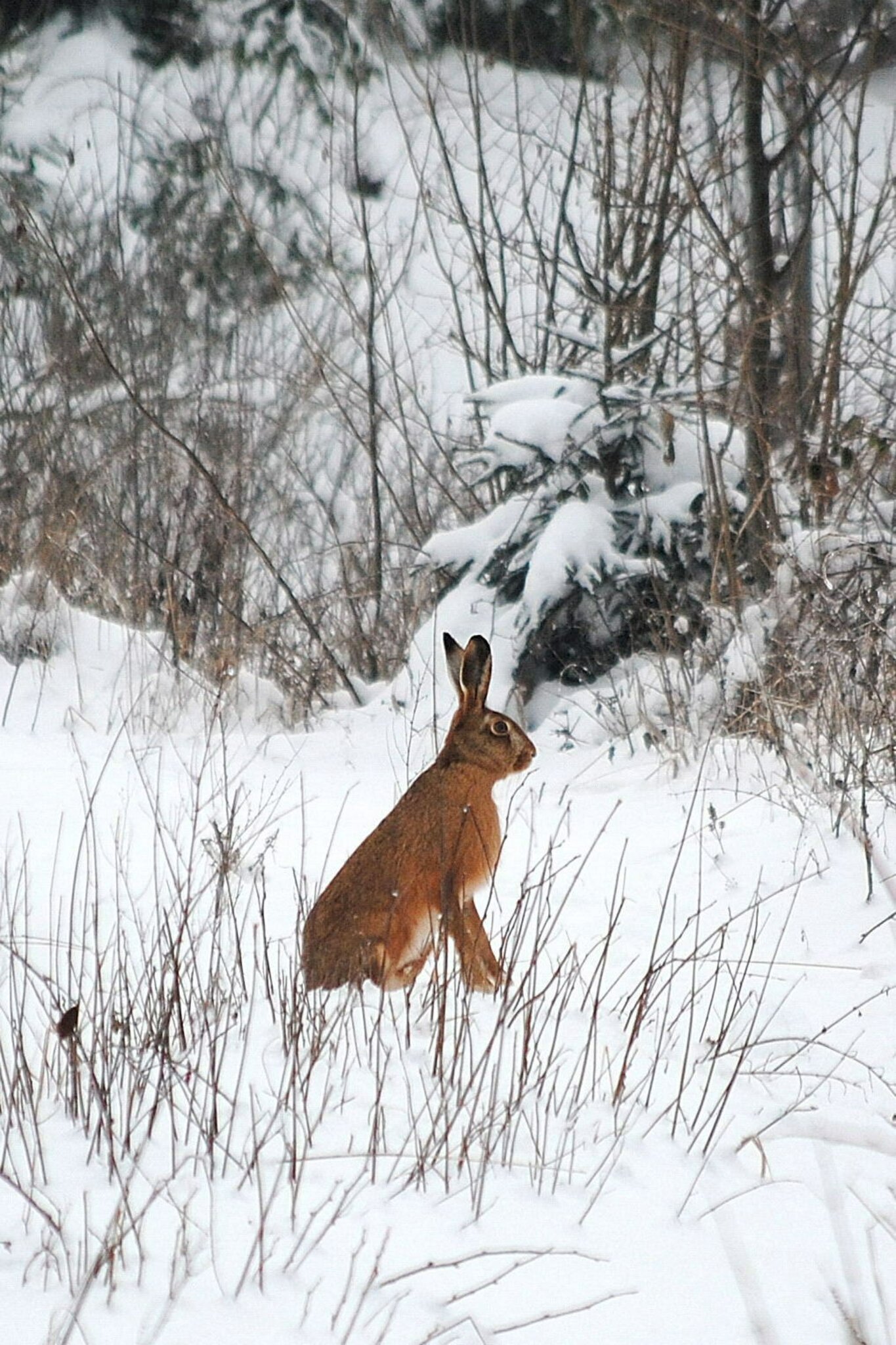 Am 21. Dezember ist Winteranfang. Wann kommt der erste Schnee? Hier