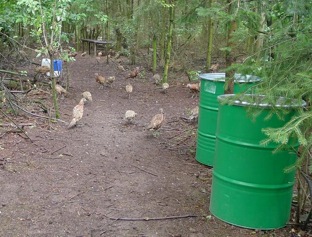 Fasanenzucht für die Lust am Töten.