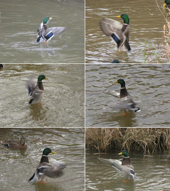 Zum Schluss noch einmal schütteln. Man nennt sie auch Dirig-Enten.... ;-))