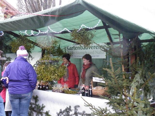 Misteln beim Obst- und Gartenbauverein