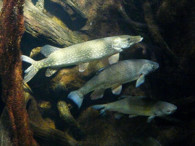 Zunächst sehen wir Fische aus unseren heimischen Gewässern - Sie sind in der Leine zuhause. Hecht und Co...