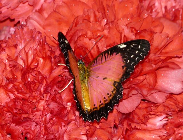 Cethosia biblis mit geöffneten Flügeln.
