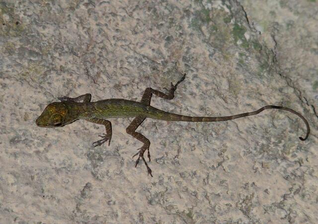 Wer genau schaut kann überall Echsen entdecken, die sich ihren Vorlieben entsprechend gut verstecken oder sich an hellen, offenen Plätzen zeigen. Eine kleine Echse aus der Gattung Anolis hatte sich sehr gut versteckt.
