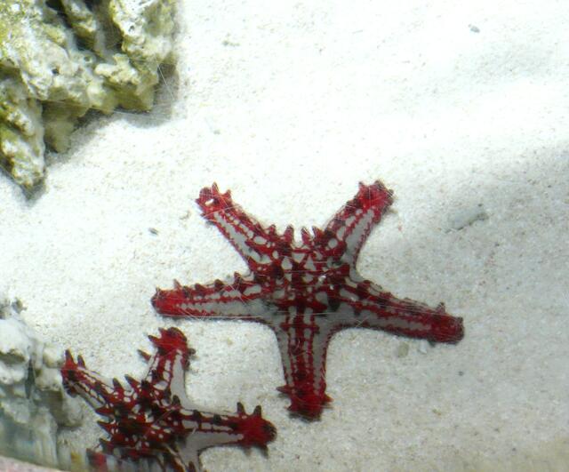 Penta ceraster tuberculatus (Grauer Noppen-Stern)