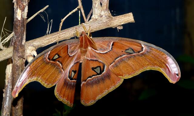 Atlasspinner (Attacus Atlas) - Männchen. Er lebt nach dem Schlupf aus dem Kokon nur wenige Tage und nimmt in dieser Zeit keine Nahrung zu sich, da ihm ein Saugrüssel fehlt.