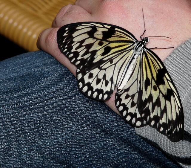 Exotische Schmetterlinge hautnah erleben.Die  Weiße Baumnymphe (Idea leuconoe) auf der Hand eines Besuchers.