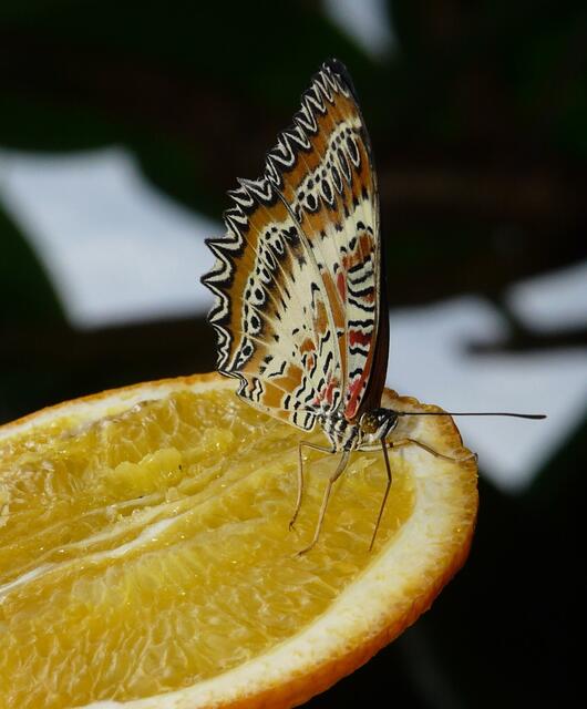 Spitzenflügel (Cethosia biblis)