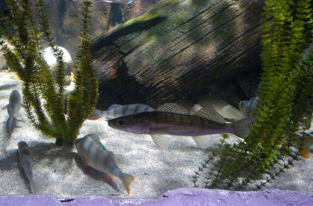 ...Flussbarsche und Zander.