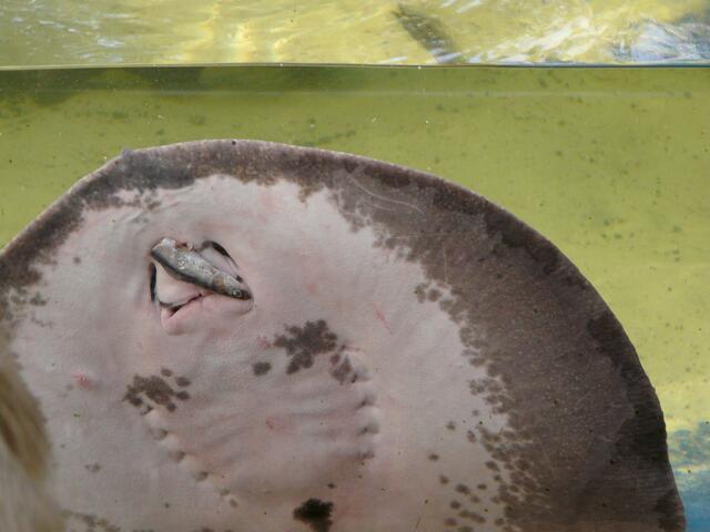 Der Süßwasserstechrochen bei der Mahlzeit. Es gibt Fisch...