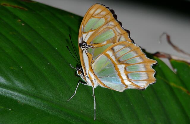 Malachitfalter (Siproeta stelens). Seine Heimat ist Südamerika, Mexika, Argentinien und Chile.