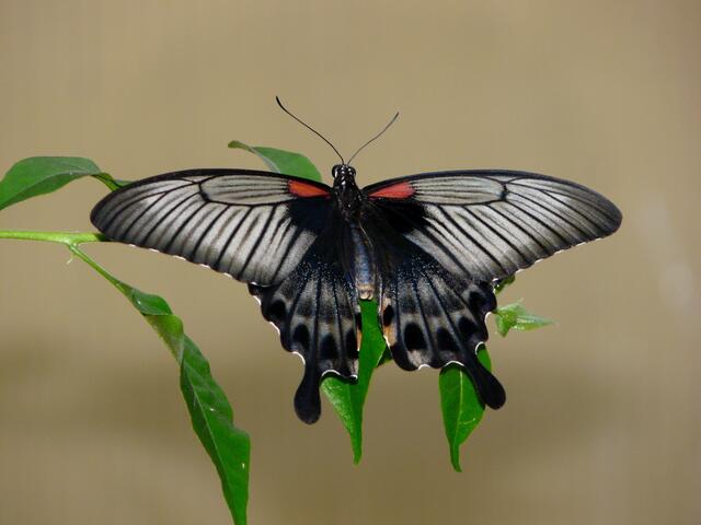Gelbrand Schwalbenschwanz (Papilio lowii)