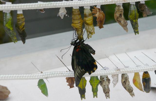 Eine bunte Vielfalt - auch in der "Puppenstube"