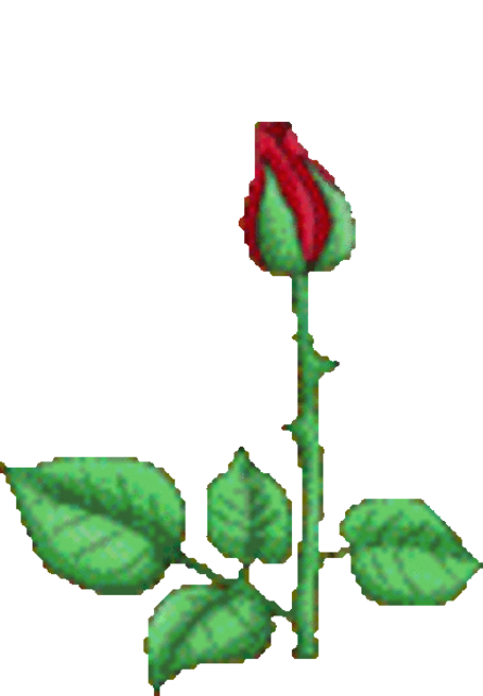 ROSE zum Gedenken an PORs DENKEREI & MALEREI. ROSE in Bildern PORs - siehe Artikel werner hahn myheimat ...