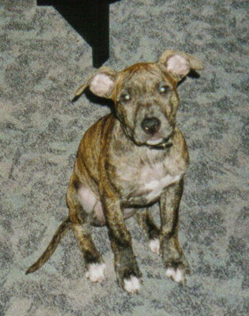 unsere Xsara