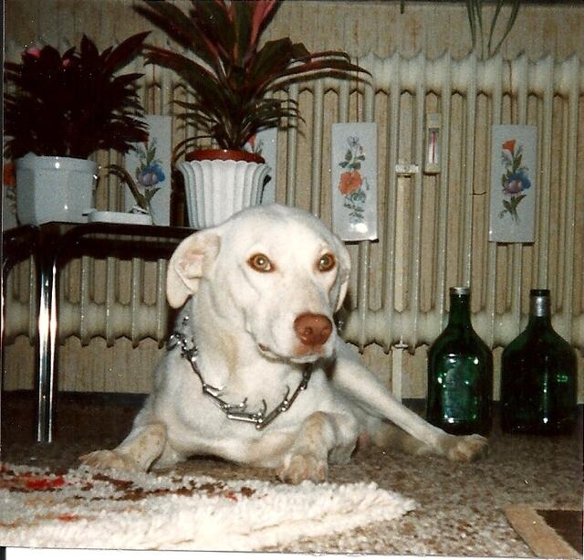 Verfassers Bonny, ein Labrador - Dalmatinermischling