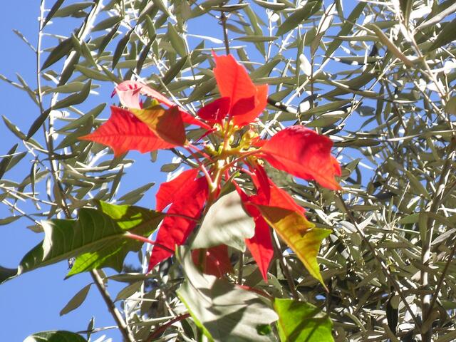 FLORA im Winter