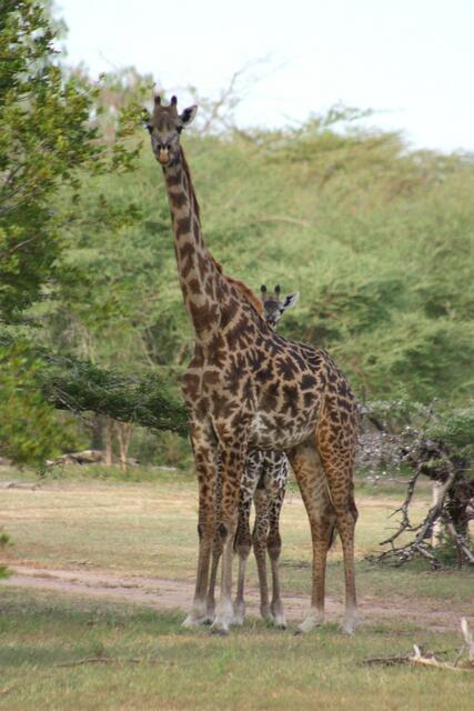 Gut, daß Mama so groß ist...