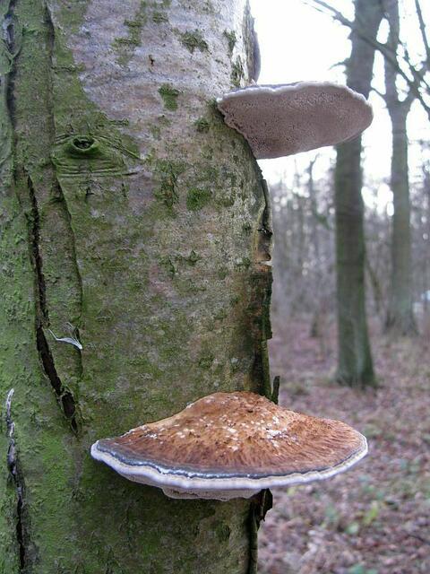 Birkenporlinge (trug schon "Ötzi"als Medizin um den Hals gehängt!!
