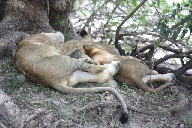 Mietzekatzen bei der Siesta