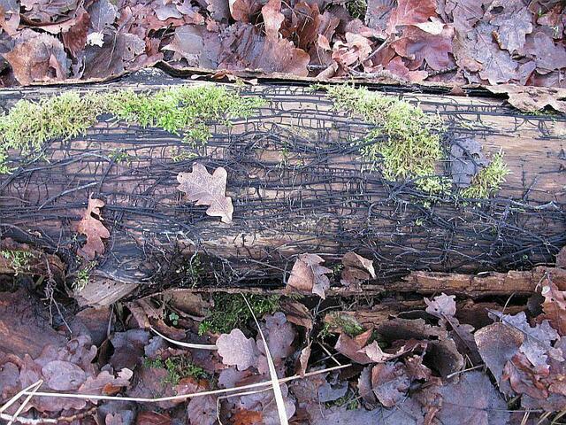 Das "Hallimasch-Mycel hat den Baum gefällt!!