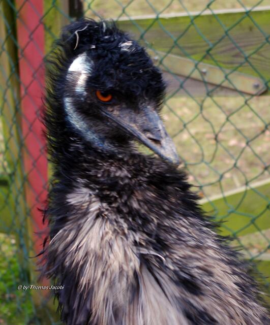 Dieser Emu wollte sich einfach nicht fotografieren lassen. .-)