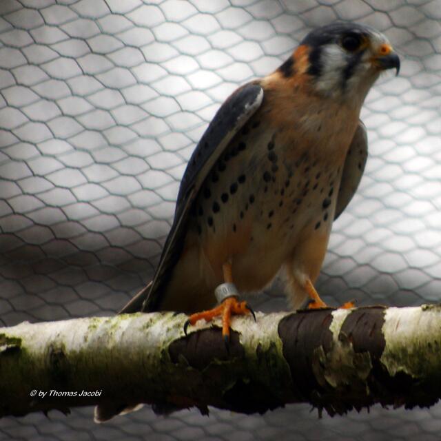Ein Buntfalke.