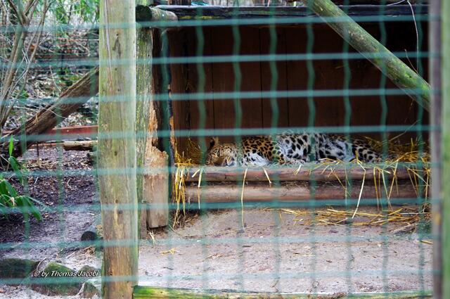 Dieser Chinesische Leopard...