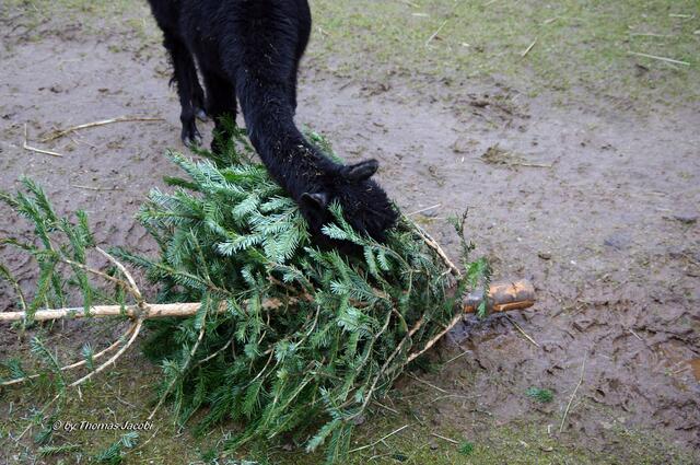 Auch eine Art der Weihnachtsbaumentsorgung. :-)