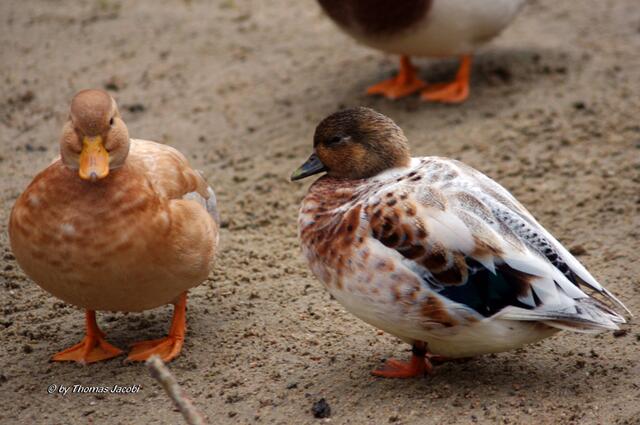 Enten, sieht man doch. :-))