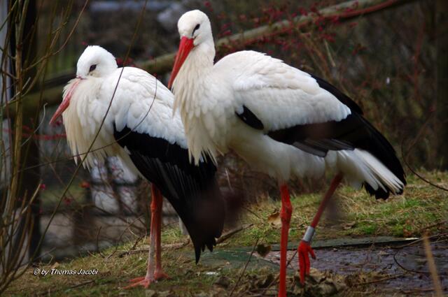 Sie sind ein imposantes Pärchen.