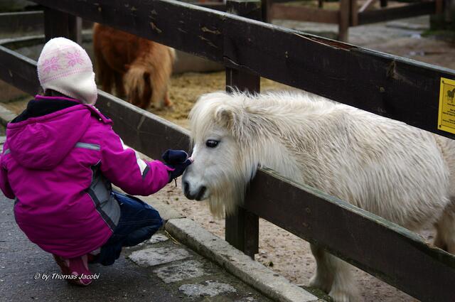 Dieses Mini-Shetlandpony ließ sich von Manuela lange streicheln.