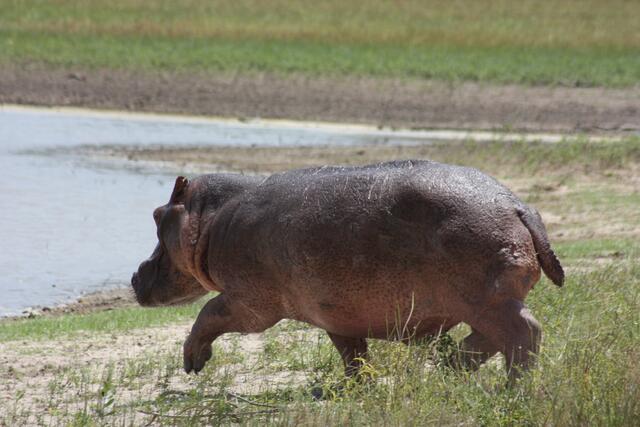 Hippo im Galopp... über die Wiese...