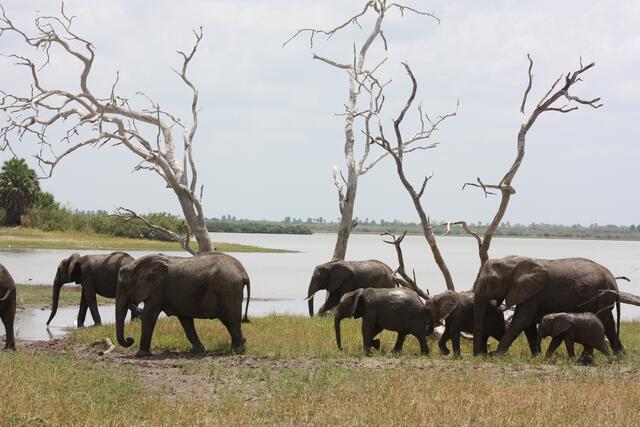 zieht die Herde wieder davon.