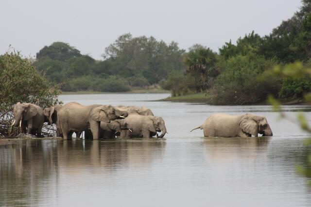 Eine Elefantenherde...