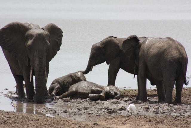 Die Kleinsten nehmen ein Schlammbad...