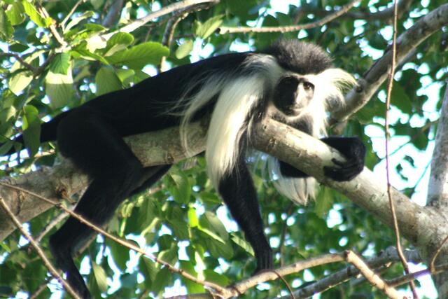 Stummelaffen, der morgendliche Weckdienst im Camp!