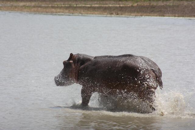 hinein ins Wasser...