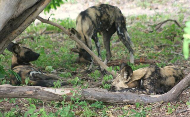 Afrikanische Wildhunde...