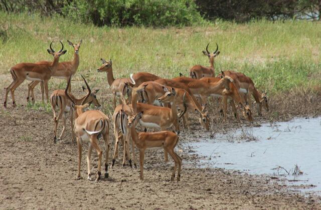 Impalas an der Wasserstelle