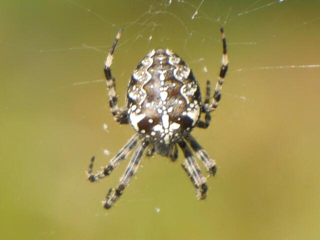 Kreuzspinne (Aranea diademata)