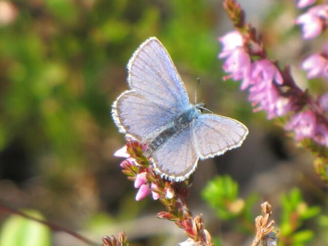 Beim Abstieg entdeckt: Hauhechel-Bläuling (Polyommatus icarus) Männchen.....