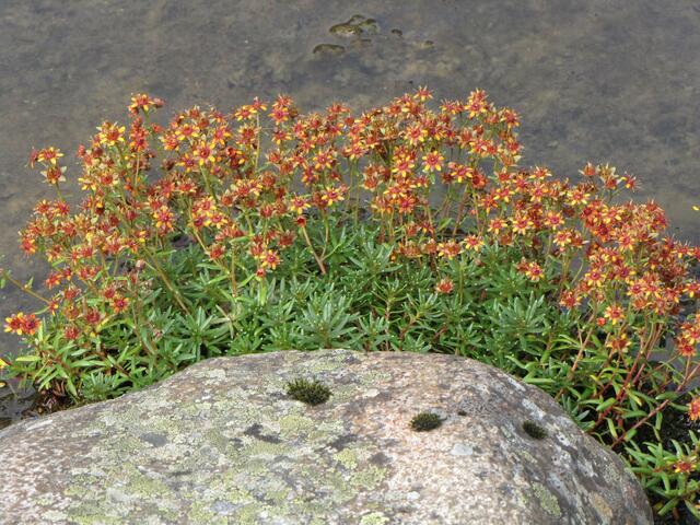 Fetthennen-Steinbrech (Saxifraga aizoides).....