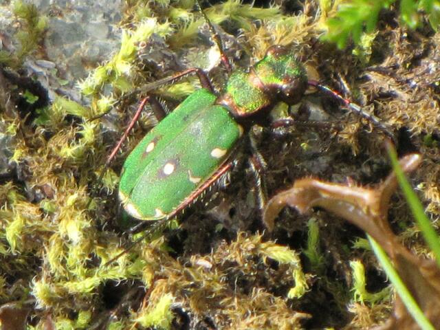 Feld-Sandlaufkäfer(Cicindela campestris)