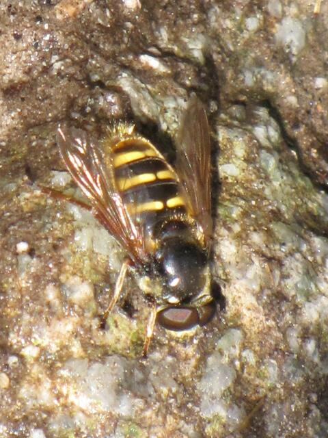 Große Torf-Schwebfliege (Sericomyia silentis)